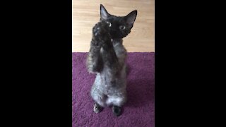 Adorable Kitty Begs With Her Cute Little Paws