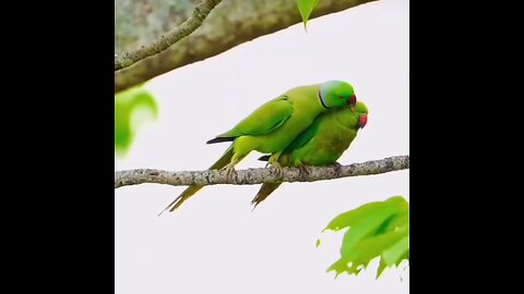 Beautiful parrot Jodi🥰😍