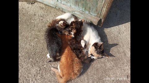 very cute kittens suck tits🐱