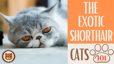 🐱 Cats 101 🐱 EXOTIC SHORTHAIR CAT - Top Cat Facts about the EXOTIC SHORT