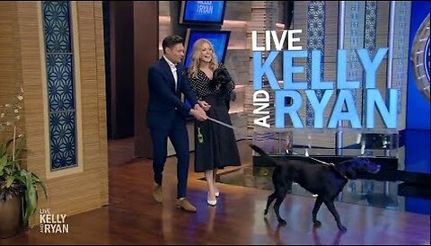 Kelly and Ryan Bring Their Dogs to Work