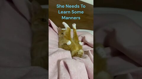 This Cat Needs To Learn Some Manners #funnycats #shorts #cats #funnyshorts