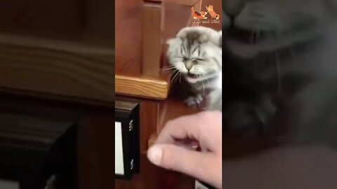 baby cats funny moments #cutestcats #funnycats #Petsandwild