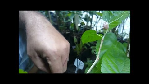 você já viu amora branca nesse vídeo mostrarei uma muda de 10 centímetros com fruta