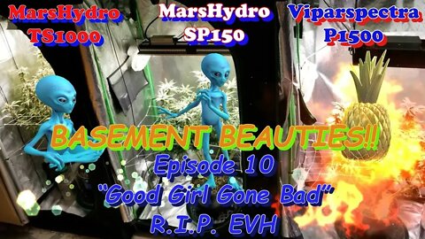 Basement Beauties! Ep.10 #MarsHydro #Viparspectra 👽 #NorthGenetics 🍍 #SouthbayGenetics 👀💃🏼💃🏾💃day61