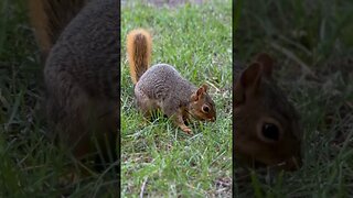 Frankie the Squirrel #squirrel #wildlife #nature #outdoors