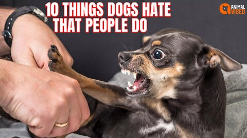 10 Things Dogs Hate That People Do: Avoid These Common Mistakes! | Animal Vised
