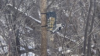 Hairy Wood Peckers competing for food