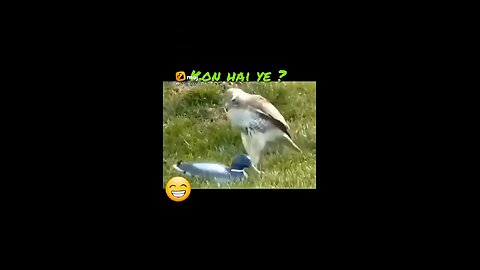 animals funny viral videos