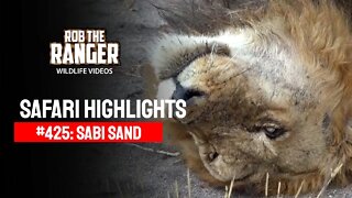 Safari Highlights #425: 09 - 12 August 2016 | Sabi Sand Wildtuin | Latest Wildlife Sightings