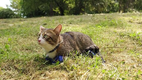 Puss in Boots Relaxes on a Meadow