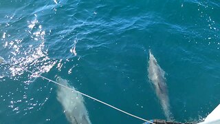 Atlantic Ocean Dolphins