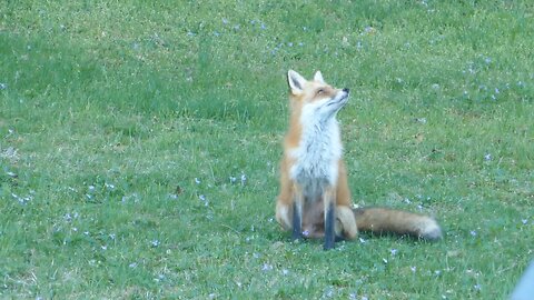 Backyard Fox 🦊