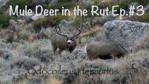 Mule Deer in the Rut (ep.#3)