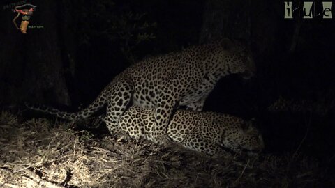 WILDlife: Leopards Boinking In The Dark