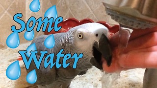 Talkative parrot gently drinks water from owner's fingers