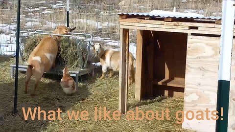Why We Like Goats