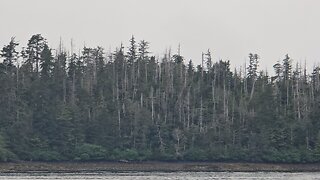 Millions of Dead Trees Standing, Across North America