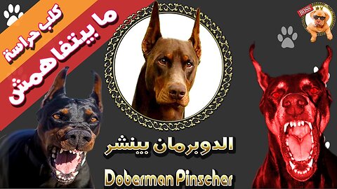 كلب الدوبرمان | من أخطر و أشرس كلاب الحراسة في العالم | كلب ما بيهزرش | Doberman pinscher .