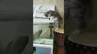 Peixe batendo no gato 🤣🤣