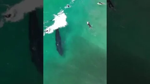 Whale surfing waves like a pro