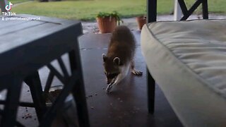 wild raccoon 🦝 eating food without aggression