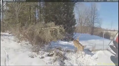 Michigan State Trooper Lamb rescues a deer from a wire fence
