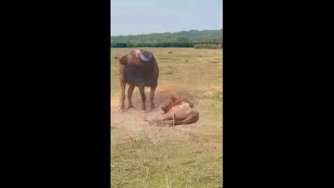 Buffalo Vs Lion Dangerous Fight