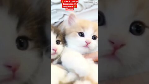 cute cat videos 😹 funny videos 😂 1199 😻#shorts