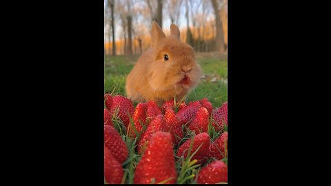 Rabbit Eating Strawberries 🍓🍓🍓