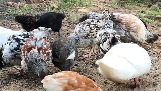 Watching the chicks eat - guess starring Jessie the guinea fowl keet and the ducklings