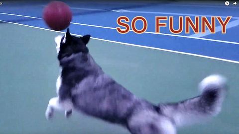 Cute Siberian Husky Max Named the Best Basket Ball Player for Dog