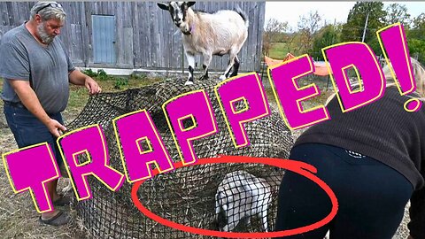 Our Baby Goat Was Trapped!