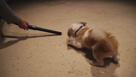 Puppy confronts his mortal enemy: The vacuum cleaner!