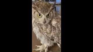 Rescued Owl From Barb Wire Fence #shorts