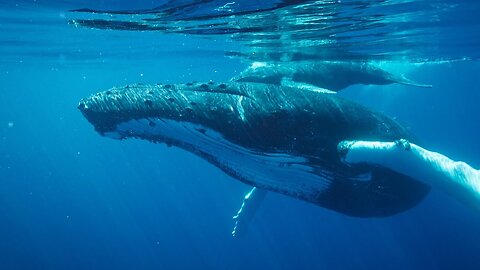 Peder B. Helland - Whales