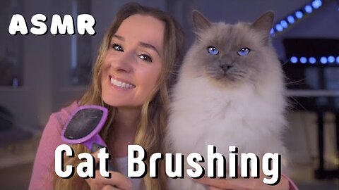 ASMR Cat brushing - Loki the Ragdoll - soft spoken, brushing and purring