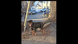 Doneyuno_Rotties