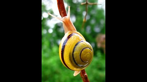 How Fast A Snail May Eat A Tomato