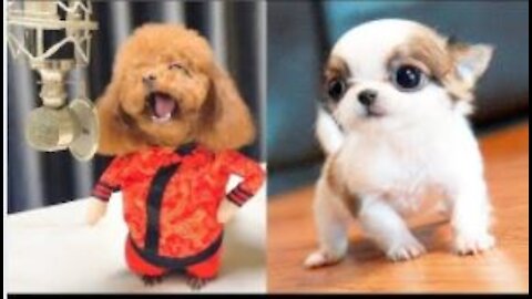 Baby Dogs - Cute and Funny Dog Videos Compilation // 2021