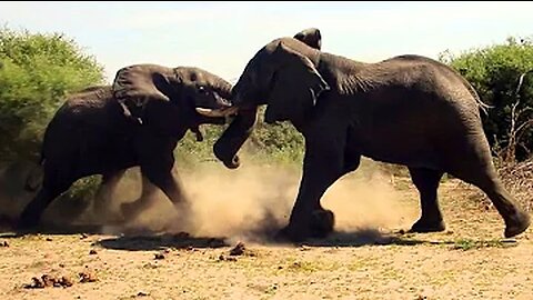 Elephant vs Elephant | Elephant Fights | Big Elephant Fights