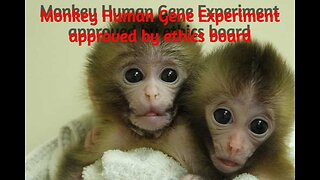 Monkey human gene experiment approved by ethics board