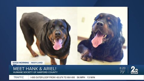 Hank and Ariel the dogs are up for adoption at the Humane Society of Harford County