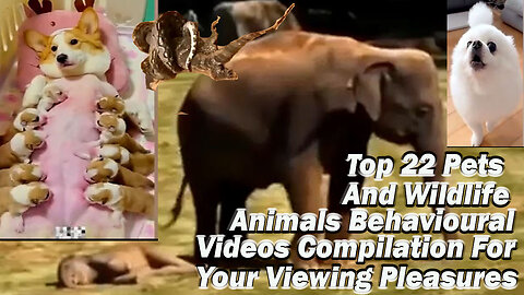 Top 22 Pets and Wildlife Animals Behavioural Videos Compilation For Your Viewing Pleasures