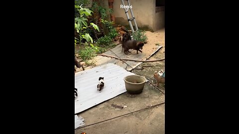 Dog and snake fight of puppy dog vs snack 🐶 vs 🐍