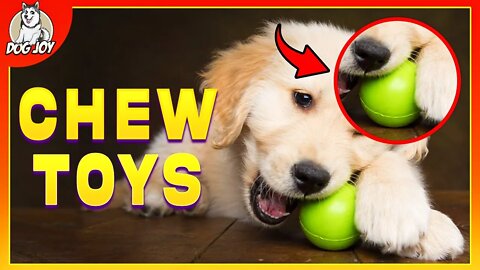 Dog Breeds that Can't Get Enough of Chew Toys
