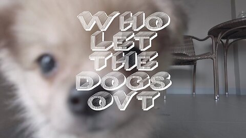 Who let the Dogs out