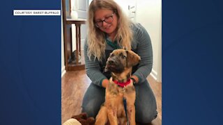 Puppy found injured in Buffalo recovering with foster family