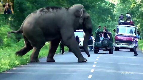 Do not risk working with such giants. लोगों का पीछा करता एक खूंखार जंगली हाथी