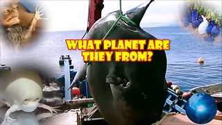 What planet are they from? Amazing animals.